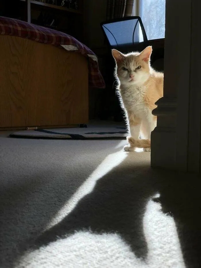 Angry But Cute Cats (23 pics)