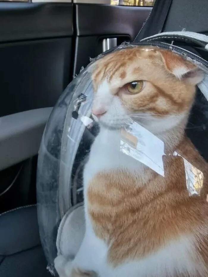 Angry But Cute Cats (23 pics)