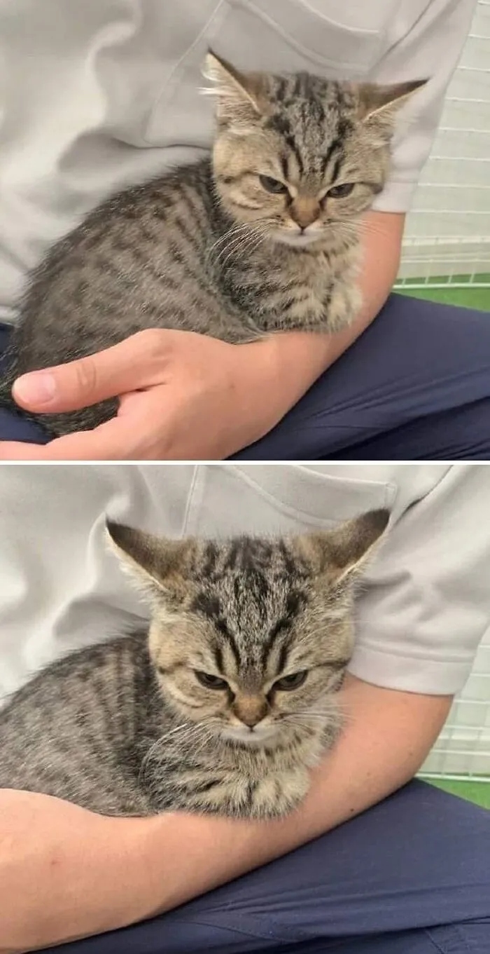 Angry But Cute Cats (23 pics)
