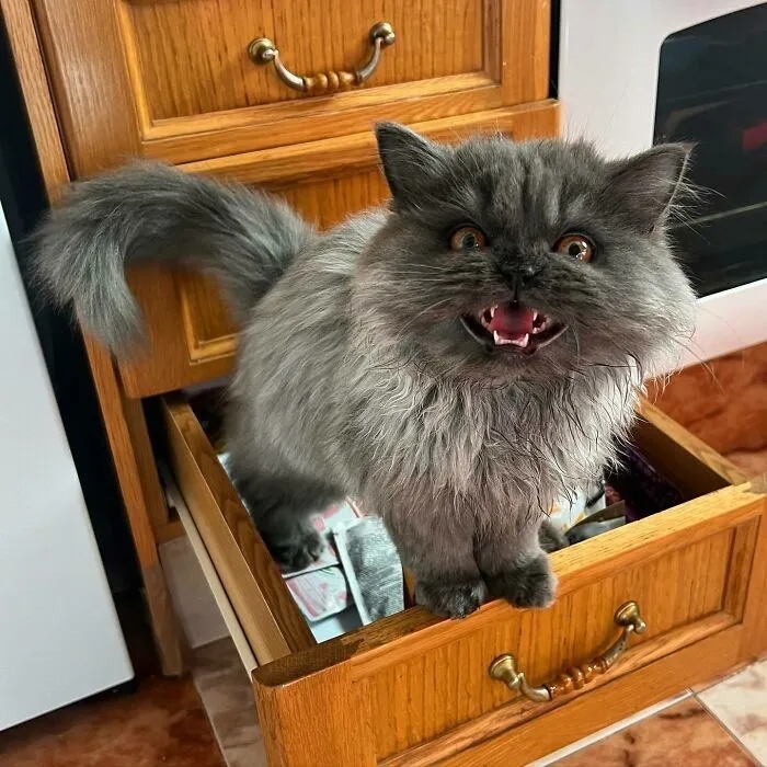 Angry But Cute Cats (23 pics)
