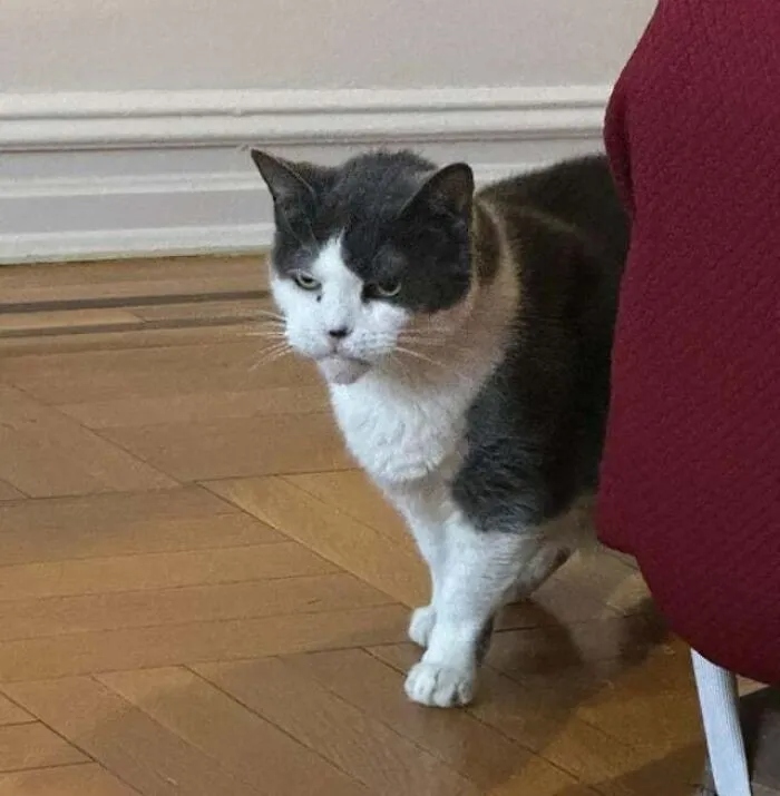 Angry But Cute Cats (23 pics)