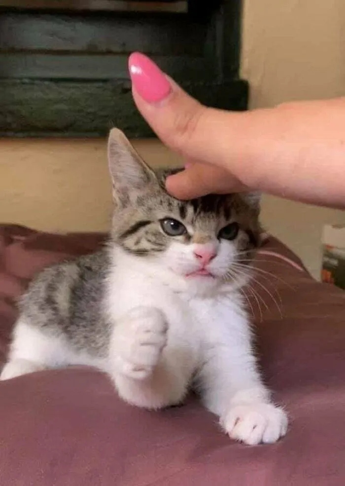 Angry But Cute Cats (23 pics)