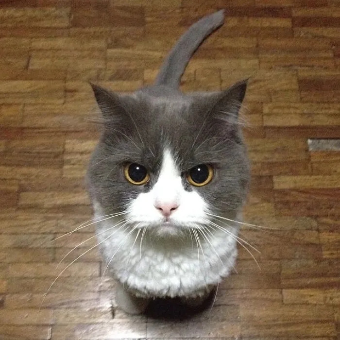 Angry But Cute Cats (23 pics)