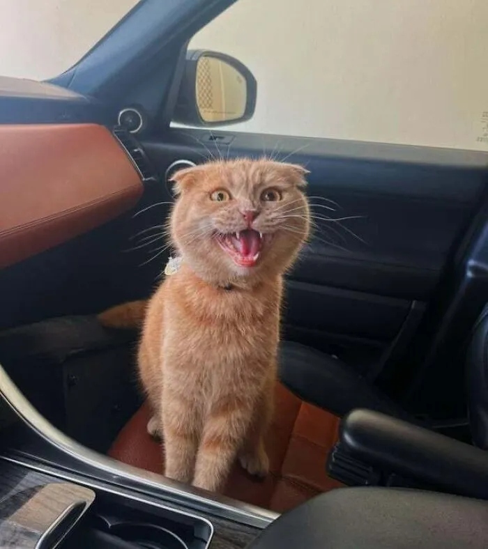 Angry But Cute Cats (23 pics)