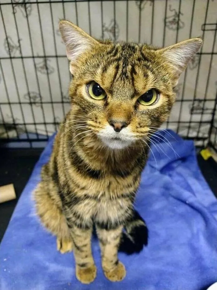 Angry But Cute Cats (23 pics)