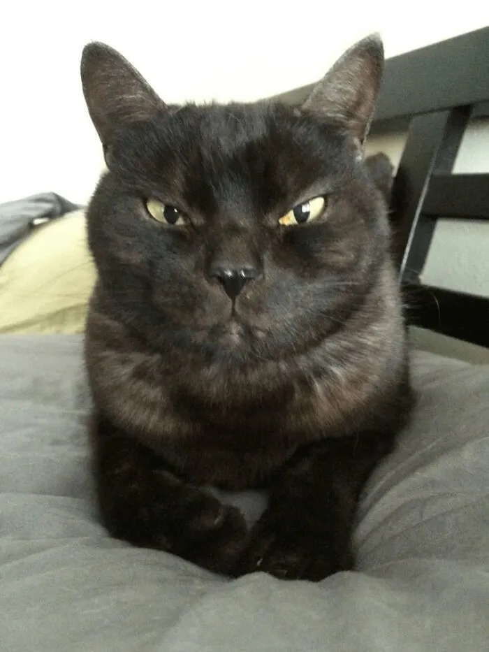 Angry But Cute Cats (23 pics)