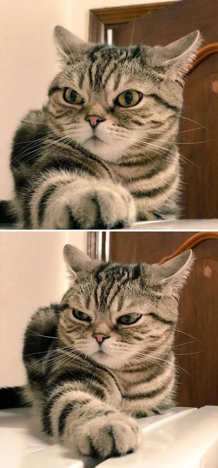 Angry But Cute Cats (23 pics)