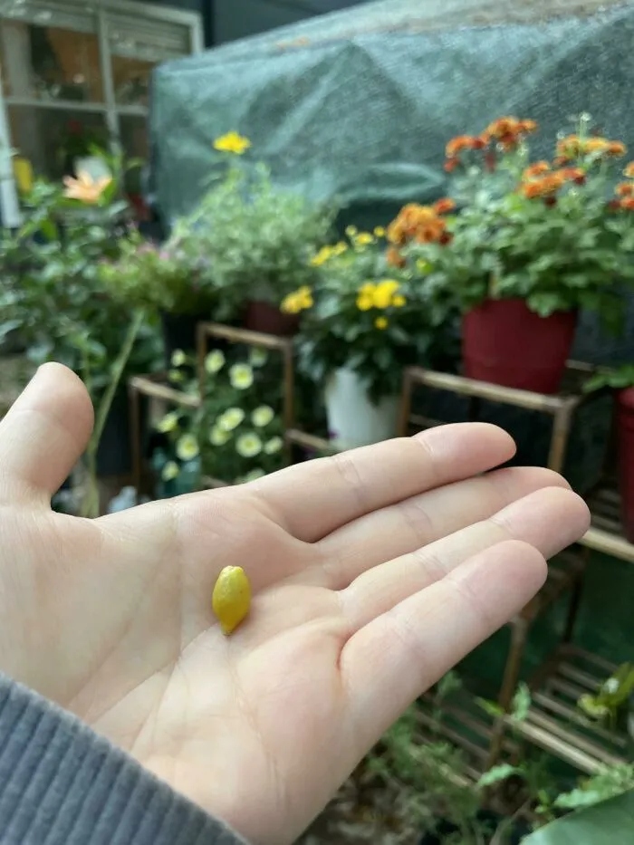 Failed Harvest (23 pics)