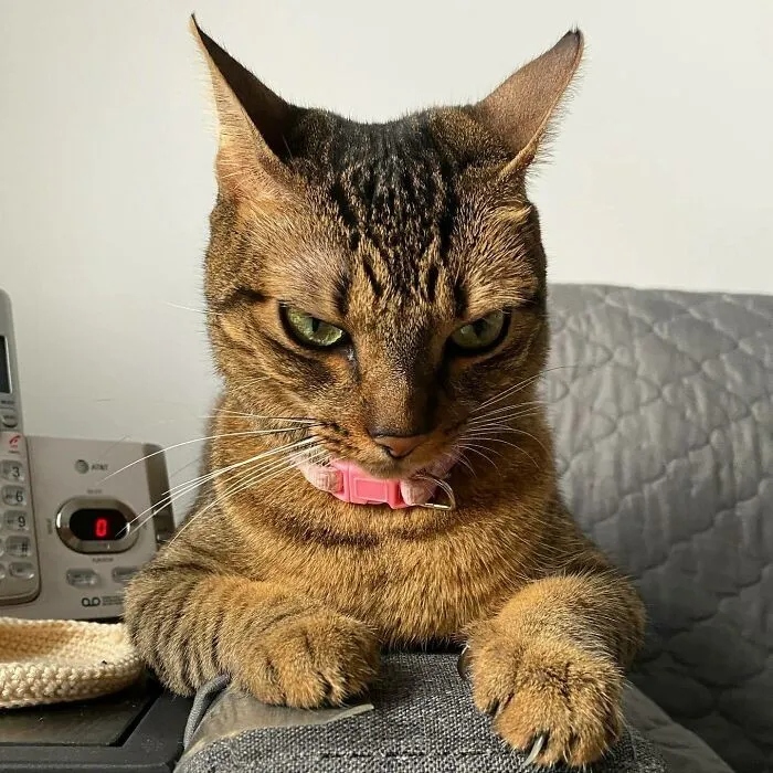Angry But Cute Cats (23 pics)