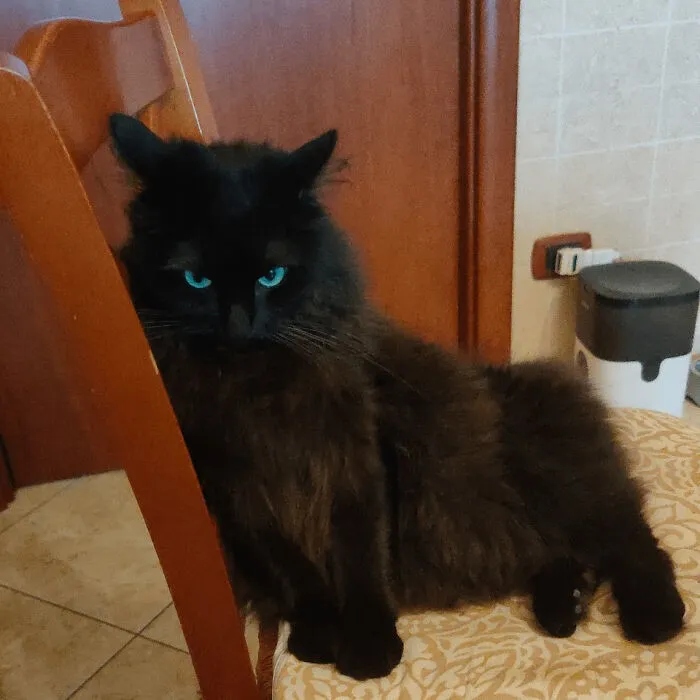 Angry But Cute Cats (23 pics)