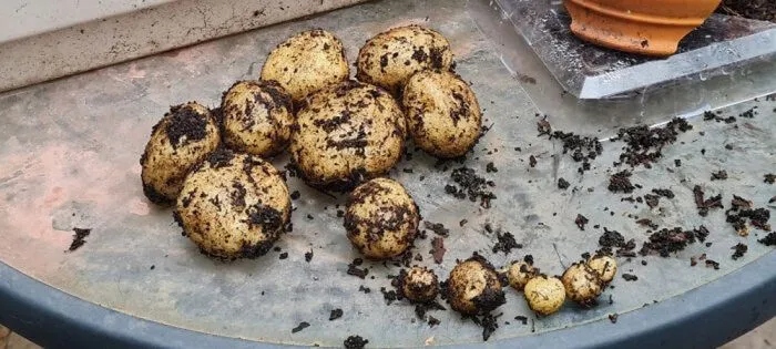 Failed Harvest (23 pics)