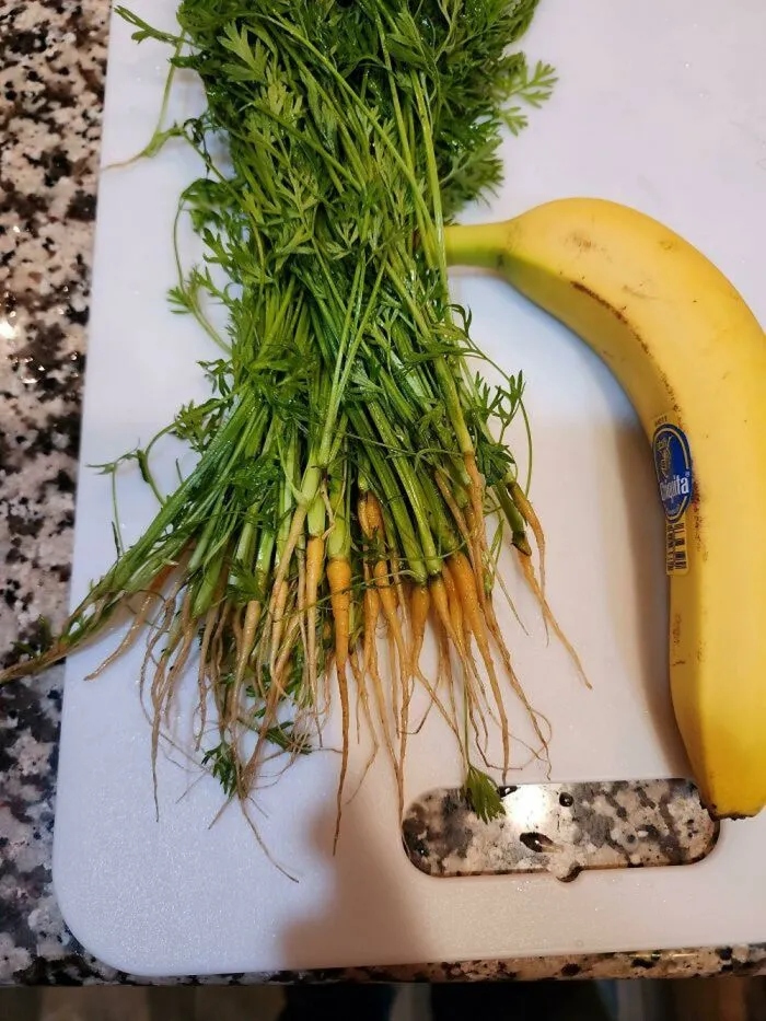 Failed Harvest (23 pics)