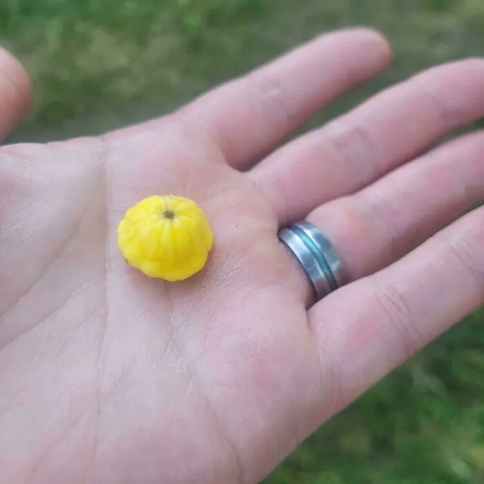 Failed Harvest (23 pics)