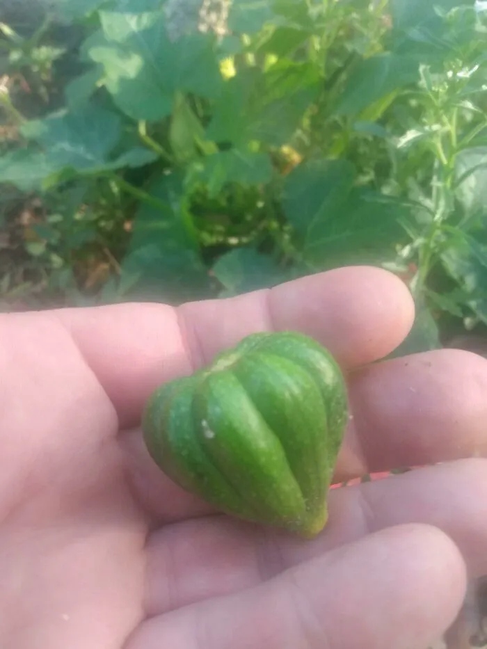 Failed Harvest (23 pics)