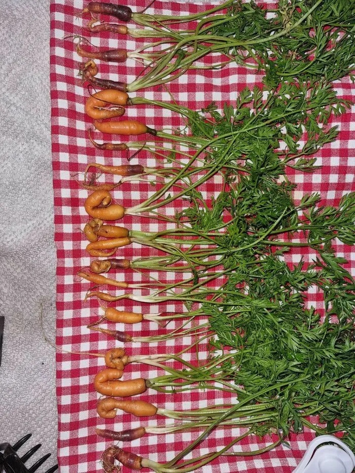 Failed Harvest (23 pics)