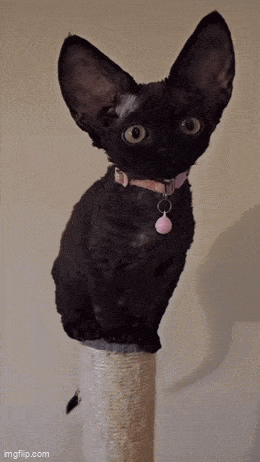 Acid GIFs, June 4 (25 gifs) Acid GIFs, June 4 (25 gifs)