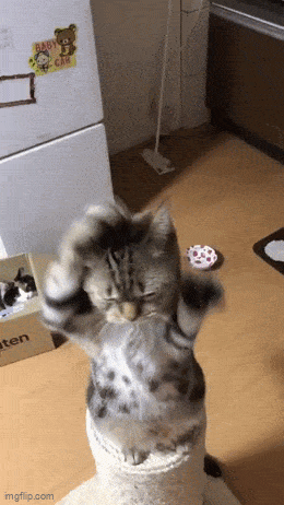 Acid GIFs, June 5 (25 gifs)