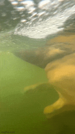 Acid GIFs, June 8 (25 gifs)