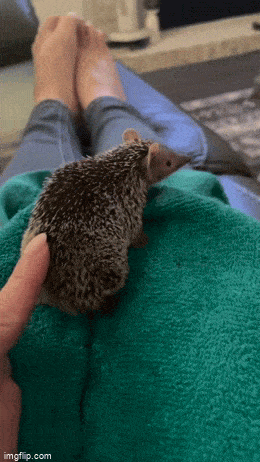 Acid GIFs, June 8 (25 gifs)