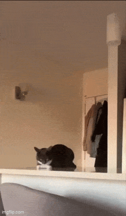 Acid GIFs, June 8 (25 gifs)
