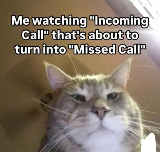 Jokes And Photos For Cats Lovers (15 pics)
