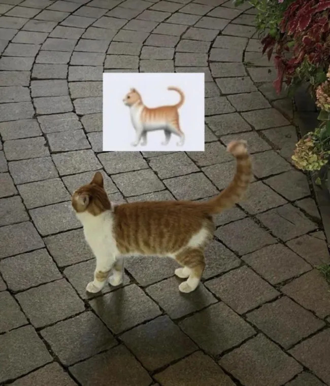 Jokes And Photos For Cats Lovers (15 pics)