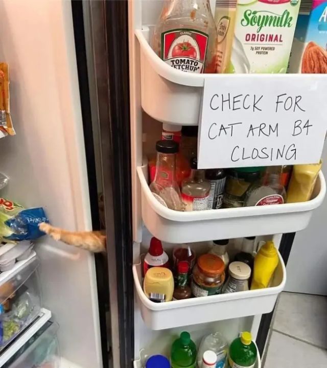 Jokes And Photos For Cats Lovers (15 pics)