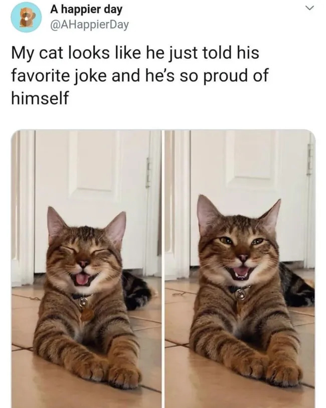Jokes And Photos For Cats Lovers (15 pics)
