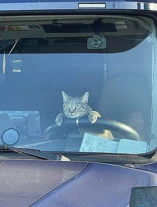 Jokes And Photos For Cats Lovers (15 pics)