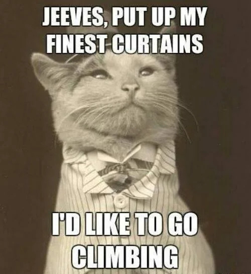 Jokes And Photos For Cats Lovers (15 pics)