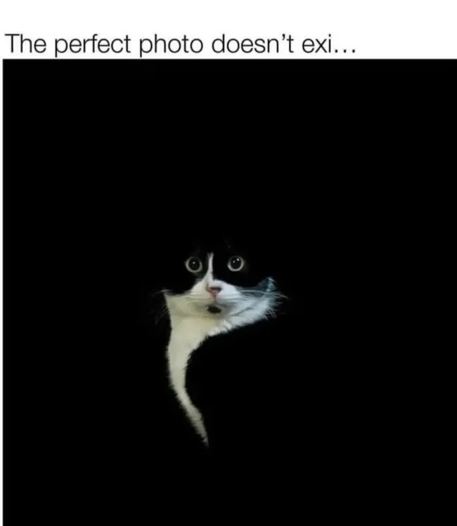 Jokes And Photos For Cats Lovers (15 pics)