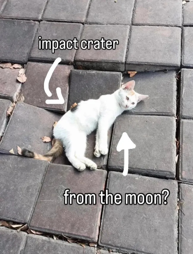 Jokes And Photos For Cats Lovers (15 pics)