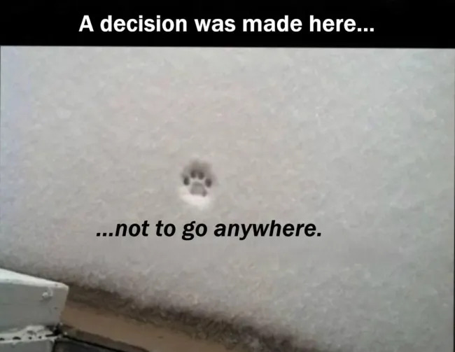 Jokes And Photos For Cats Lovers (15 pics)
