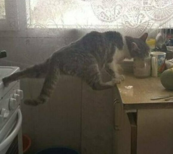 Cute Criminals (19 pics)
