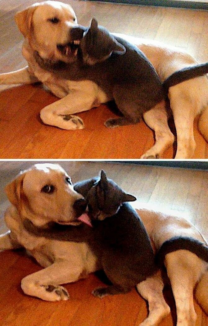 Cute Criminals (19 pics)