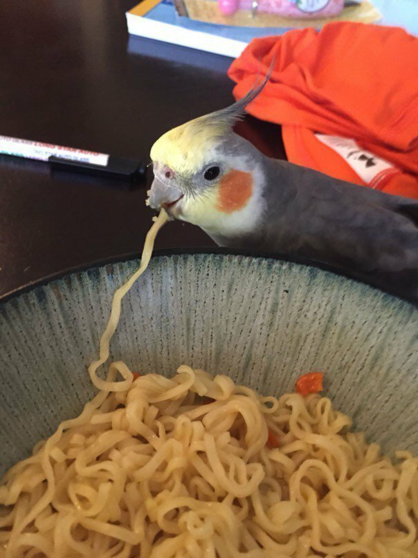 Cute Criminals (19 pics)
