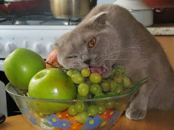 Cute Criminals (19 pics)