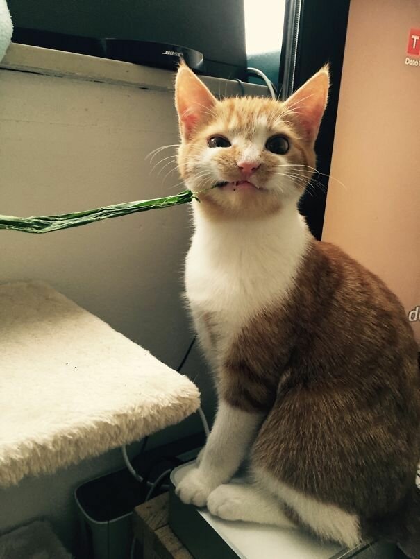 Cute Criminals (19 pics)