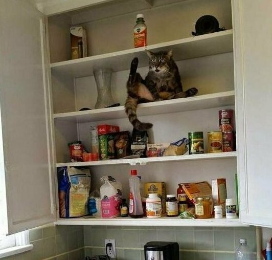 Cute Criminals (19 pics)