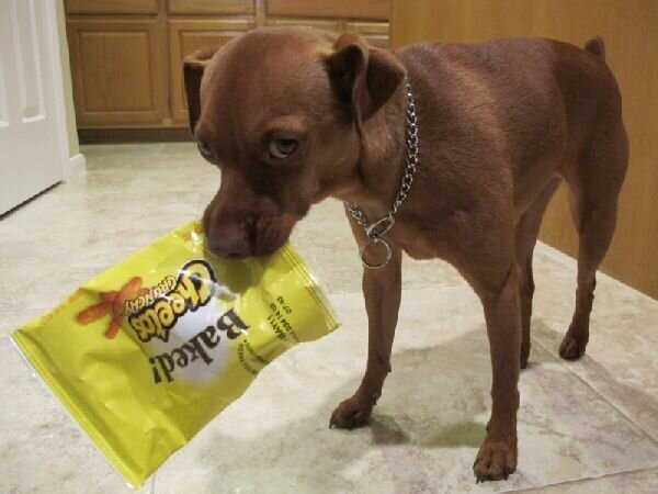 Cute Criminals (19 pics)
