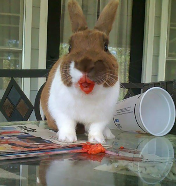 Cute Criminals (19 pics)