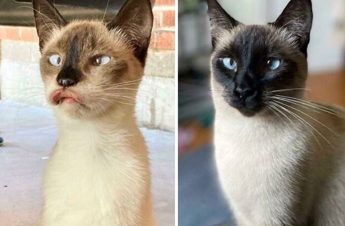 Cats Before And After Adoption (25 pics) Cats Before And After Adoption (25 pics)