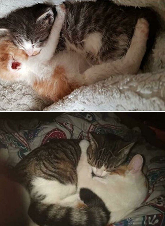 Cats Before And After Adoption (25 pics) Cats Before And After Adoption (25 pics)
