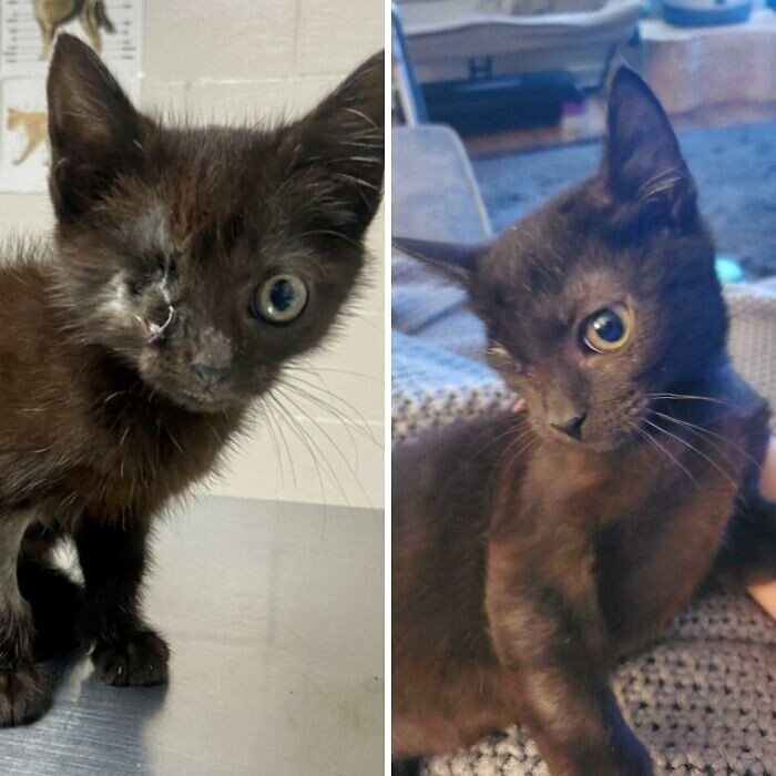 Cats Before And After Adoption (25 pics) Cats Before And After Adoption (25 pics)