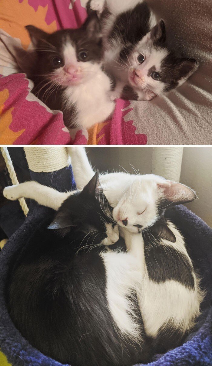 Cats Before And After Adoption (25 pics) Cats Before And After Adoption (25 pics)