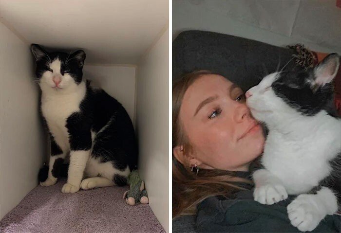 Cats Before And After Adoption (25 pics) Cats Before And After Adoption (25 pics)