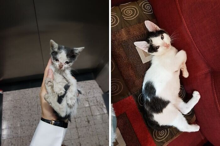 Cats Before And After Adoption (25 pics) Cats Before And After Adoption (25 pics)