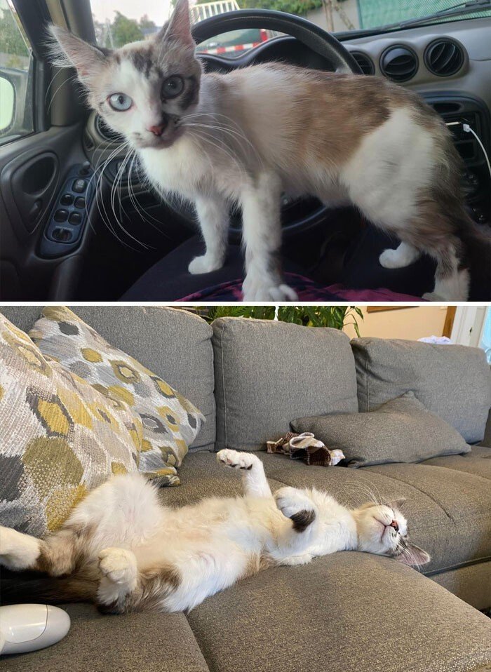 Cats Before And After Adoption (25 pics) Cats Before And After Adoption (25 pics)