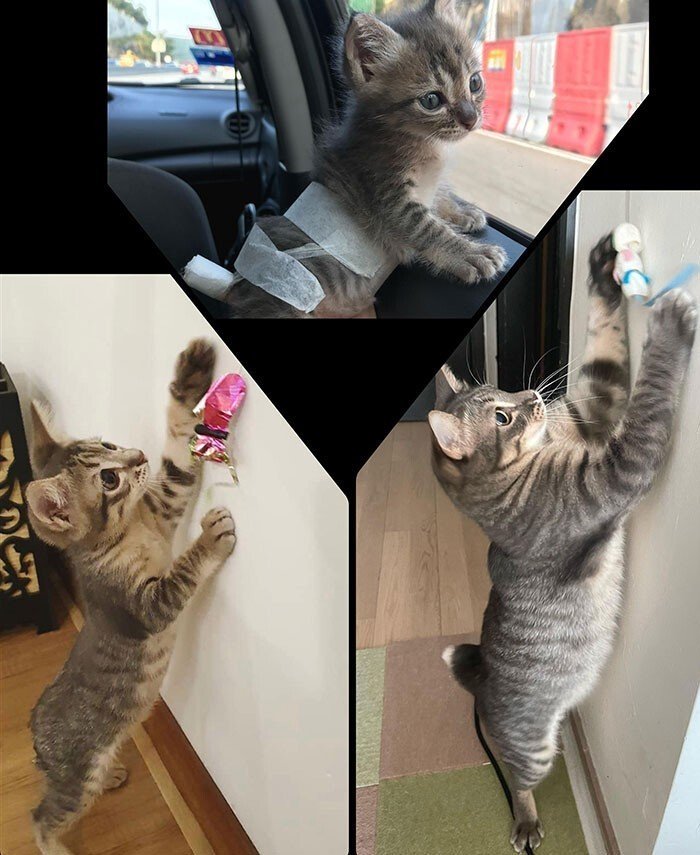 Cats Before And After Adoption (25 pics) Cats Before And After Adoption (25 pics)
