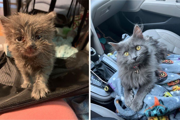 Cats Before And After Adoption (25 pics) Cats Before And After Adoption (25 pics)